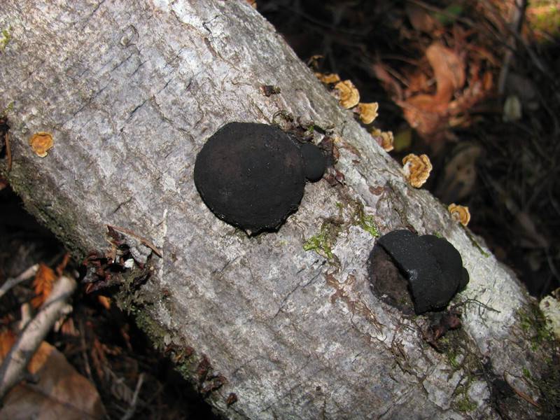 How to Treat Black Fungus on Trees