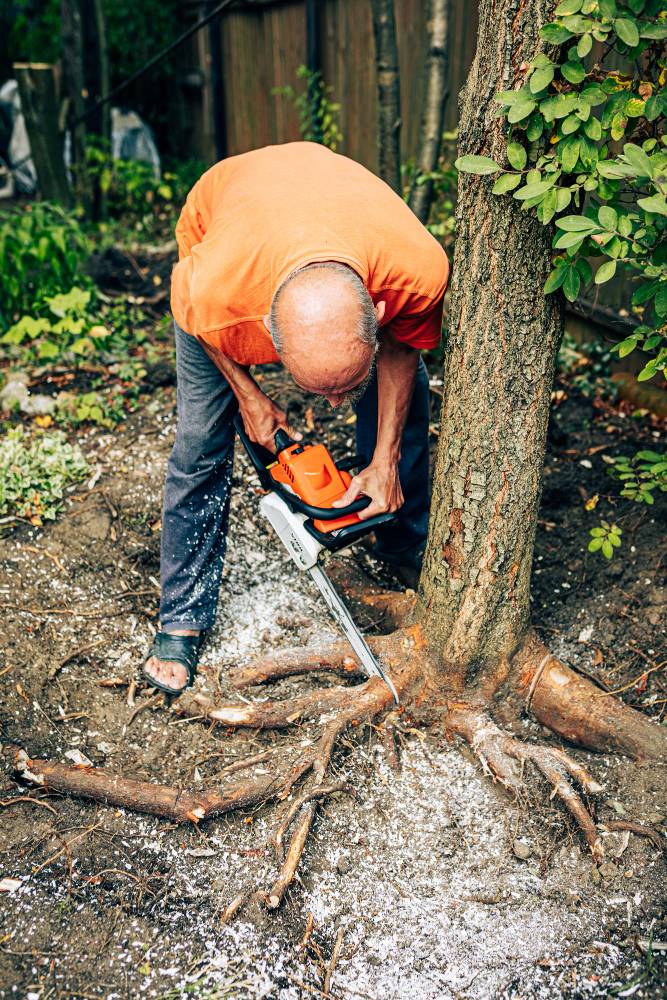 How to Kill a Tree Stump