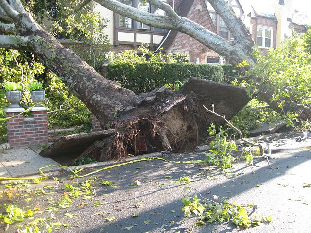 Why Do Trees Blow Over?