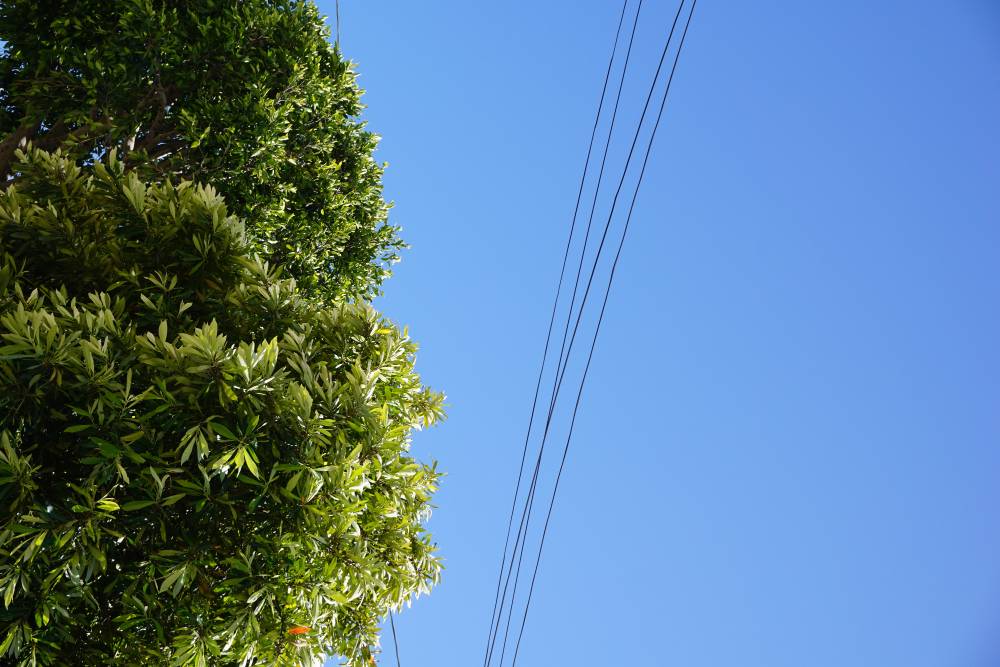 What Should I Do if My Tree Is Touching a Power Line?