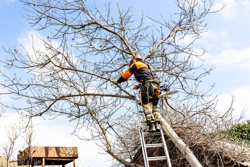 How Healthy Are Your Trees?