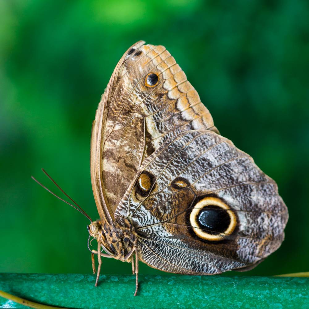 What You Need to Know About the Spongy Moth