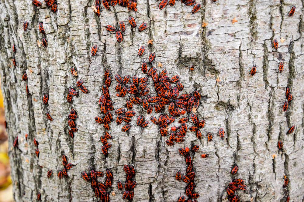 How to Get Rid of Bark Beetles