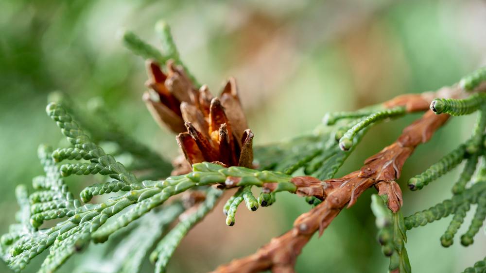 Common Pine Tree Diseases and How to Manage Them