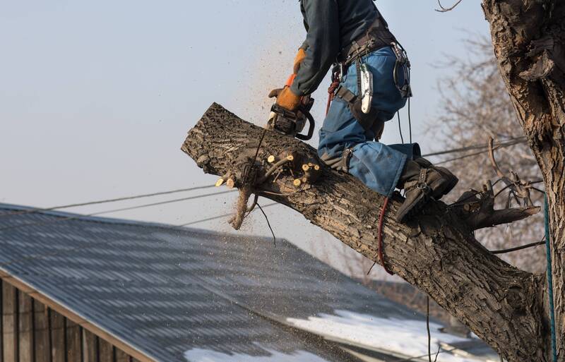 How to Protect Your Trees in Winter