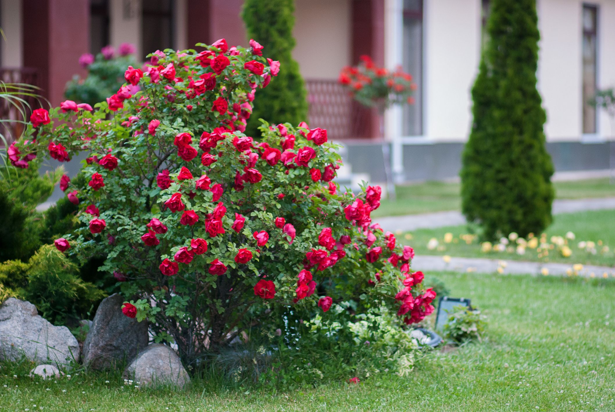 Best Flowering Shrubs for a Stunning Landscape | Southern Star Tree Service