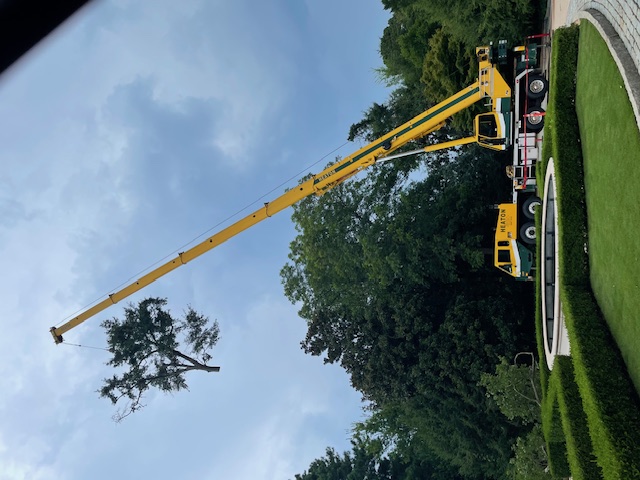 Benefits of Using a Crane for Tree Removal 