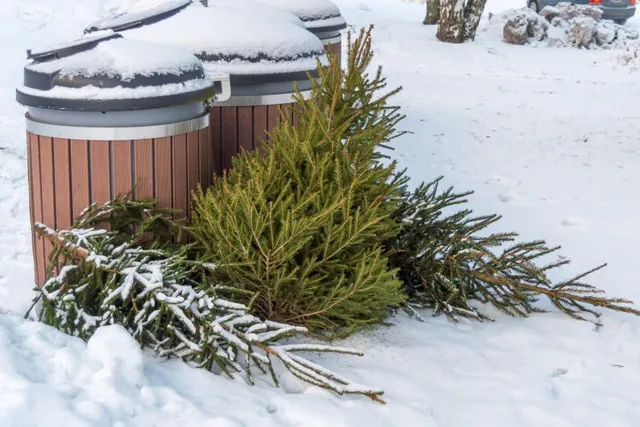 A Complete Guide to Proper Christmas Tree Disposal