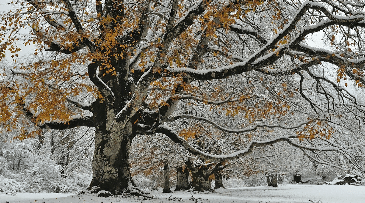 Tree Care in Cold Weather and Snow