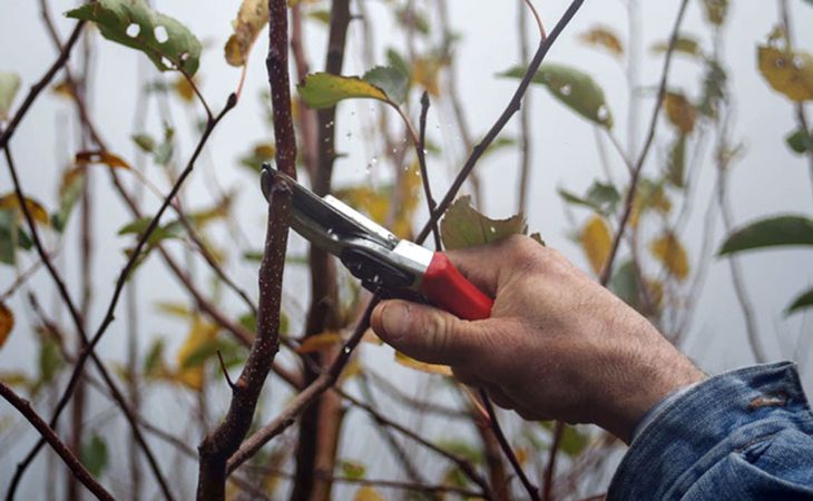 How Pruning Helps Your Trees Succeed