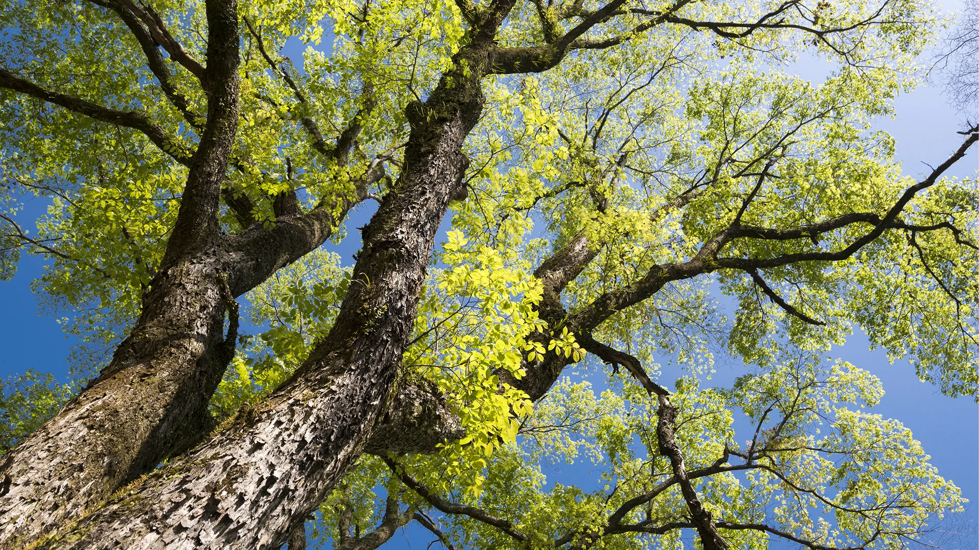 Survival Methods Trees Use During Adverse Weather