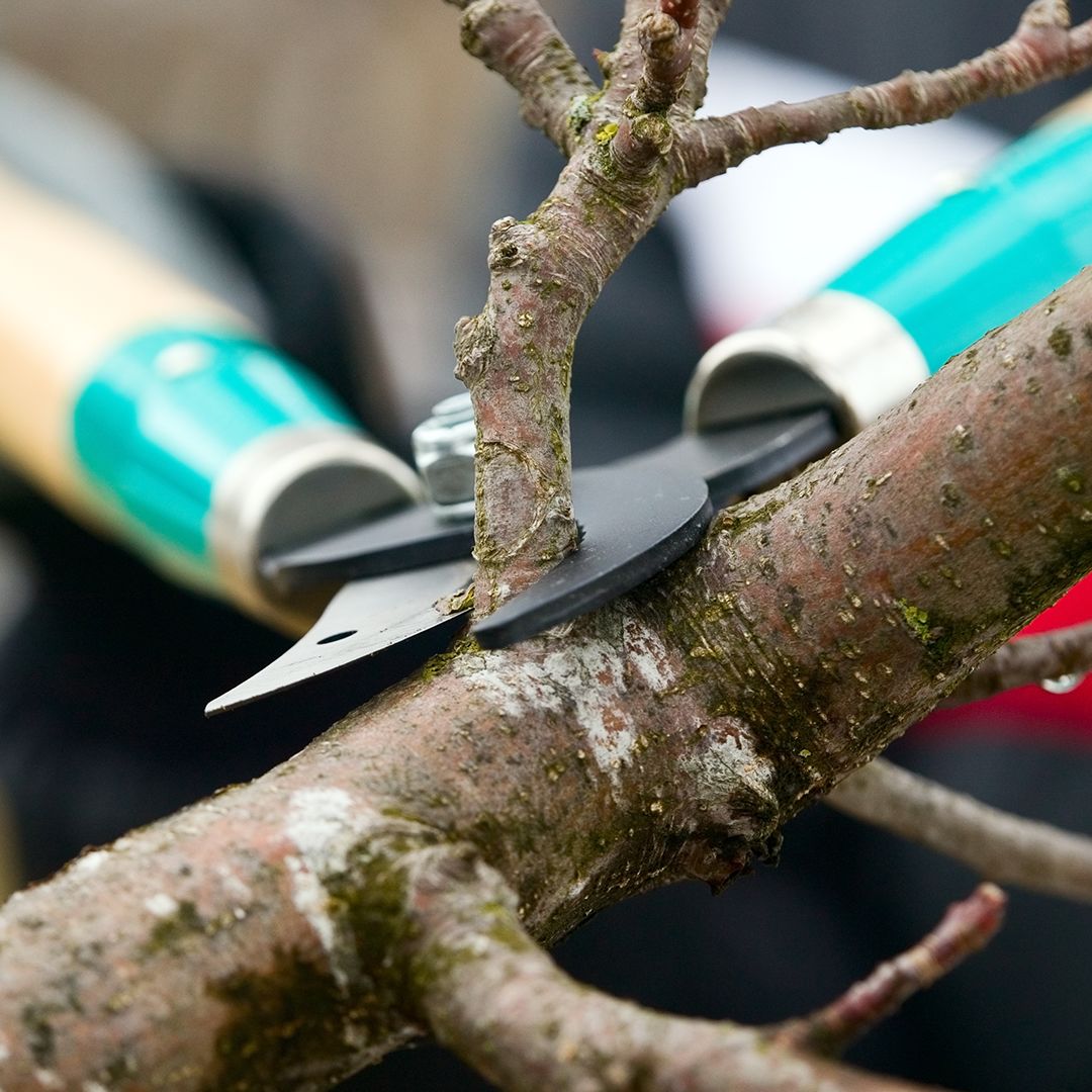 What Happens if You Don't Trim Your Trees?