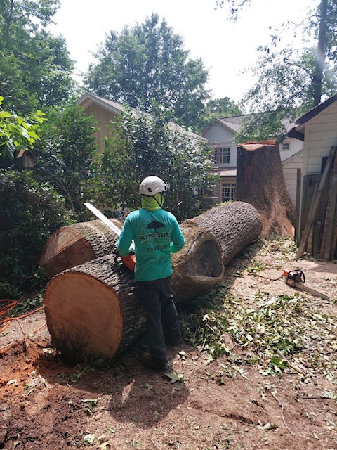 Should I Remove the Wood Chips After Stump Grinding?