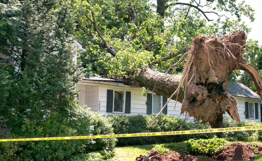 4 Reasons to Have a Tree Removed from Your Residential Property