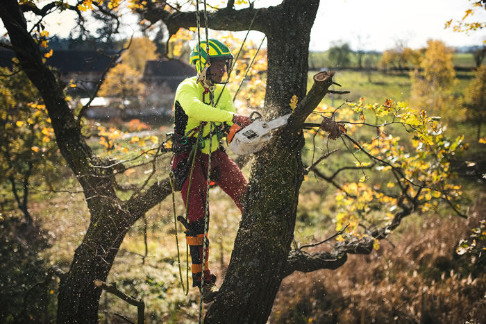 Specialized Equipment in Tree Removal