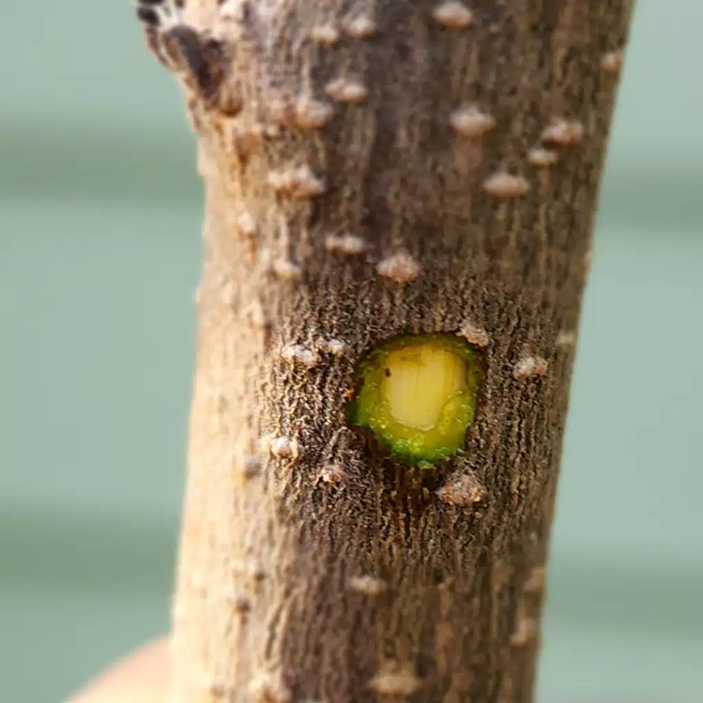 How to Tell if a Tree is Dead or Dormant