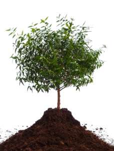 Understanding the Dangers of Compacted Soil for Trees