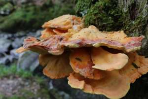What to do About Common Tree Fungus