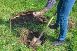 4 Tips to Follow When Choosing Where to Plant Trees