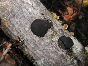 How to Treat Black Fungus on Trees