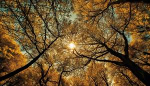 Why Do Trees Need Sunlight?