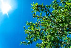 The Effects of Heat Stress on Your Trees