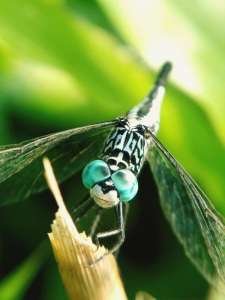 How Do Emerald Ash Borers Kill Trees?