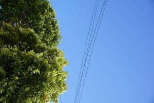 What Should I Do if My Tree Is Touching a Power Line?