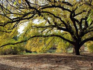 The Process of Forest Mulching: A Step-by-Step Guide