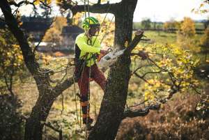 Specialized Equipment in Tree Removal