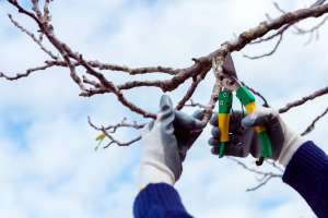 Where to Cut When Pruning a Tree